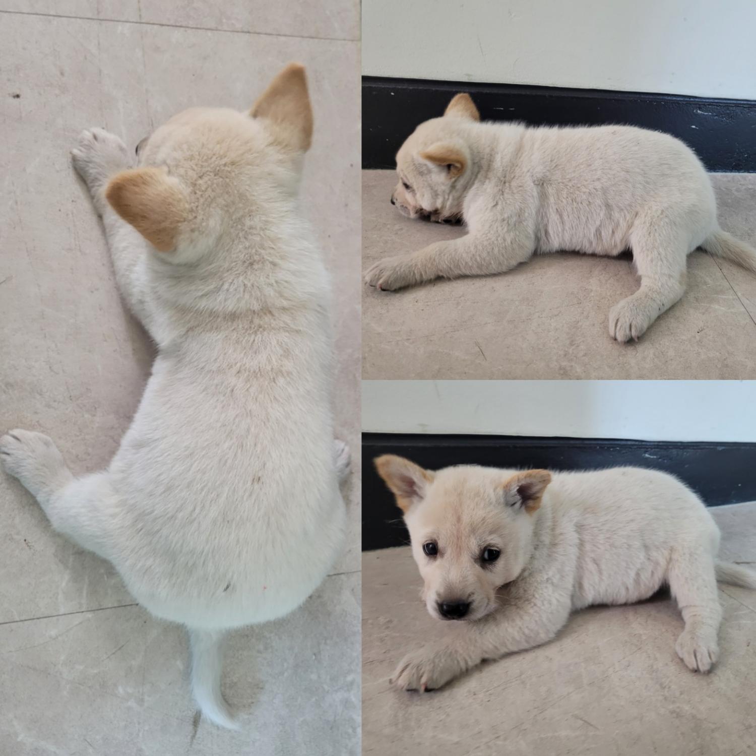 논산시 동물보호센터_444454202300963